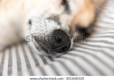 Close up of Terrier Dog's Face with Focus on Nose