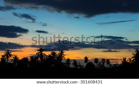beautiful siluate coconut tree in sunset time