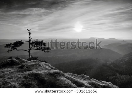 Rocky peak with natural bonsai tree in black and white color. Black and white photo