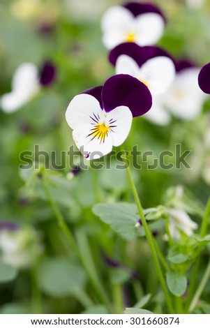 field of white and purple Pansy Flowers in Spring