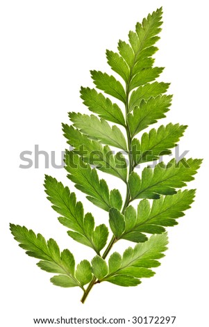 Green Fern Leaf Isolated  on White Background