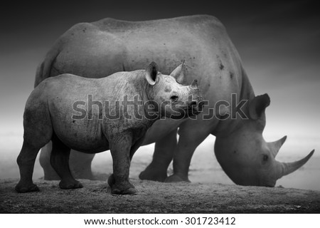 Black Rhinoceros calf (Diceros bicornis) standing with cow  at a waterhole - Etosha National Park (Digitally enhanced)