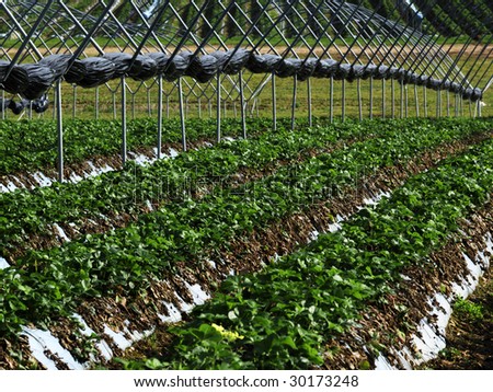 crops growing in open air greenhouses in the countryside