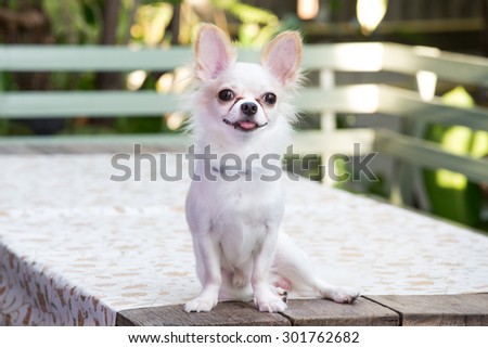 Beautiful chihuahua dog, On the table, Image select focus