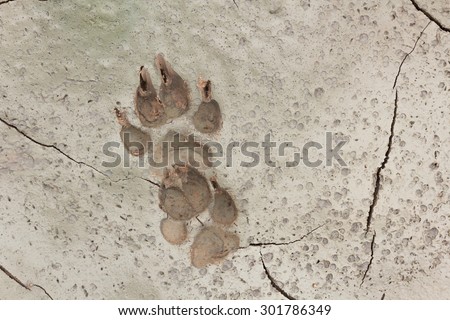 ANIMAL-FOOTPRINTS-BACKGROUND Stock Photos and Images - Avopix.com