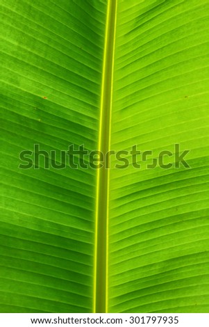 Green banana leaf background abstract