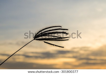 Art tone of grass flower on blurred sunset sky background