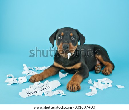Funny Rottweiler puppy that looks like he is eating someone's homework on a blue background with copy space. Royalty-Free Stock Photo #301807400