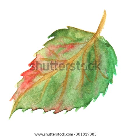 Autumn green yellow red leaf isolated