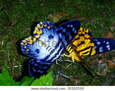 Colored butterfly - Sumatra, Indonesia