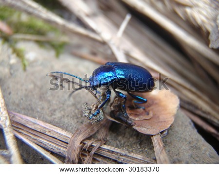 Blue coleoptera - Switzerland