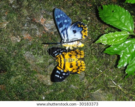Butterfly - Sumatra, Indonesia