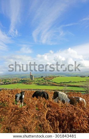 Wild ponies grazing peacefully on bracken enjoying late afternoon Winter sun on Bodmin Moor, the ruins of Phoenix United mines Prince of Wales engine house can be seen in the distance, Cornwall, U K