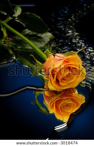 Yellow rose on blue background with water flowing