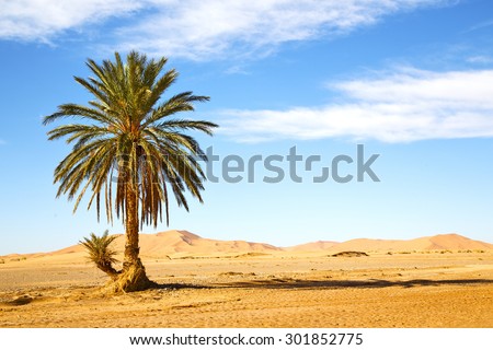 palm in the  desert oasi morocco sahara africa dune Royalty-Free Stock Photo #301852775