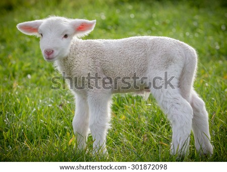 a white suffolk lamb, a few days old, standing on the grass Royalty-Free Stock Photo #301872098