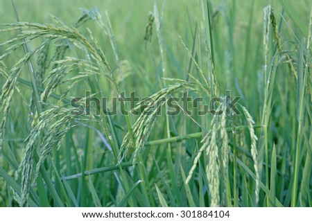 rice seed or paddy rice on rice plant