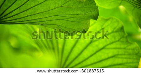 The design of lotus leaf 
