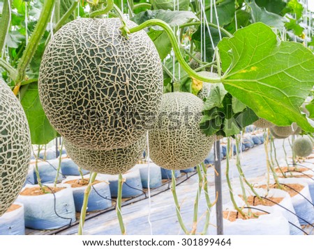 Cantaloupe melons growing in a greenhouse supported by string melon nets stock photo