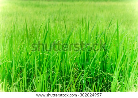 Blurred of morning dew on rice field green background soft focus.