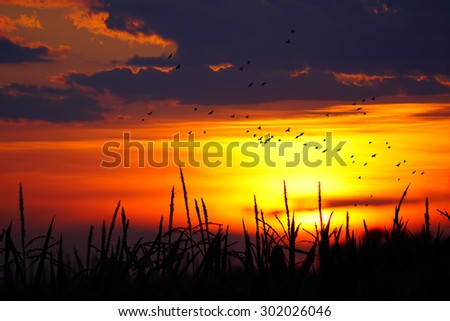 Flying seagull on dramatic colourful sunset with tall grass, Quebec