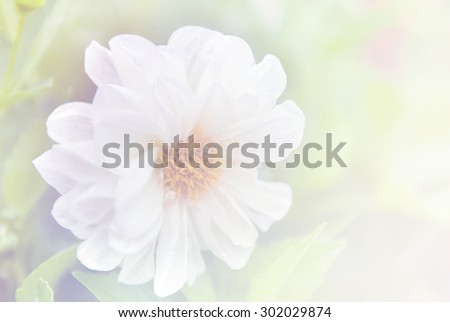 flower background, romantic flowers, beautiful flowers made with color filters.