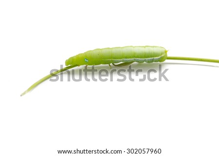 green caterpillar worm is slow moving on stem, isolated on white background