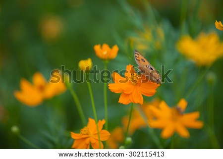 utterfly fly in morning nature. selective focus, blur background