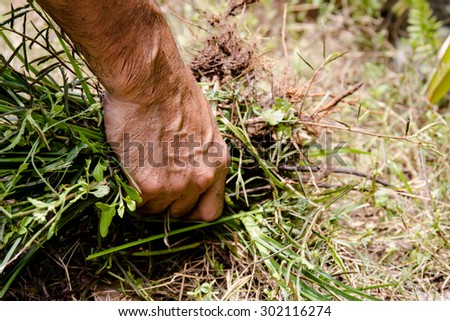 Man hand is holding a bunch of weeds,Hand pull out picking weeds