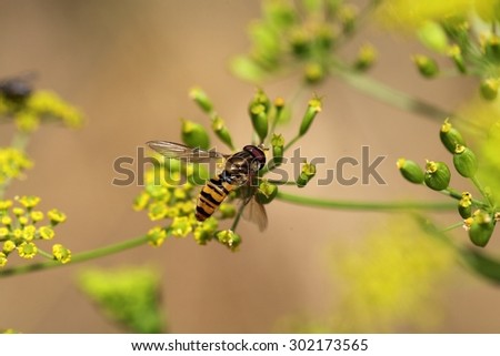 Macro photo of a marmalade hoverfly (Episyrphus balteatus)