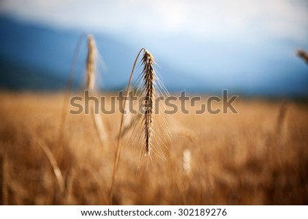 Ripe wheat field in summer