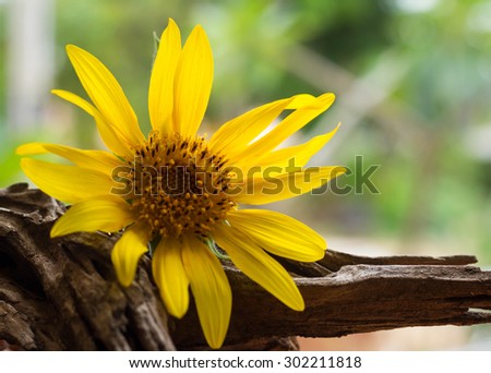 Beautiful sunflowers on old wood on bright background