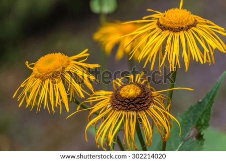 Mecsek yellow flowers