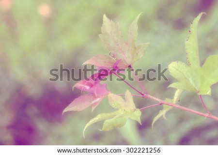 Background picture Maple Leaf Software is ideal for making soft-focus background in various applications.
