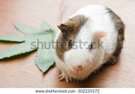 outdoor cute guinea pig two tone color with green leaf on wood floor.