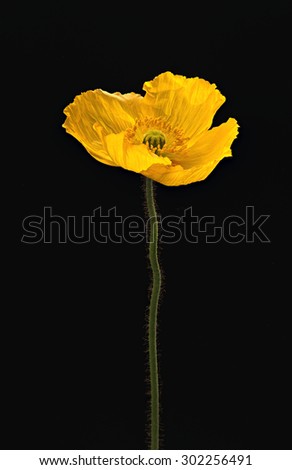 Yellow full bloom Poppy Flower Isolated on black background, studio shot, large Depth of Field