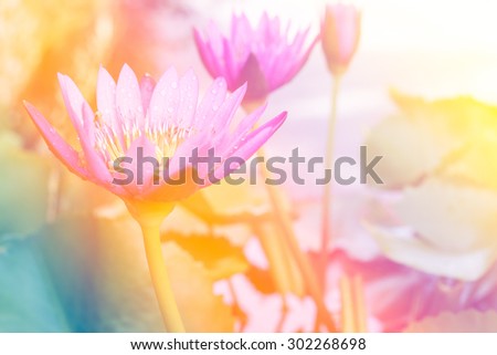 Colorfull abstract lotus flower with pink color filter