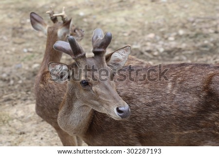close up deer head eye looking ,Fallow buck (Dama dama) in snowfall , on a clearing ,wind animal in asia
