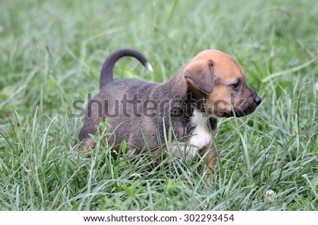 Picture of a Cute amstaff puppy. One month old. 