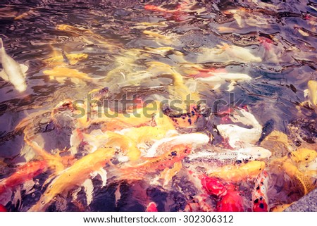 Vintage filter : Koi fish in pond,colorful natural background,Faded color.