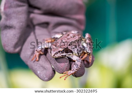 Frog sitting on a hand in glowes