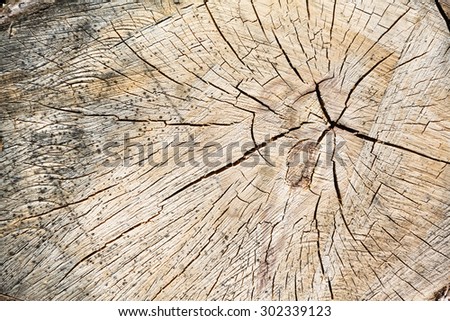 Close up wood texture of cut tree trunk