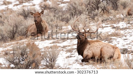 A bull elk and a cow elk laying in the snow