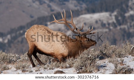 A bull elk getting ready to lay down; snow on the ground; large antlers