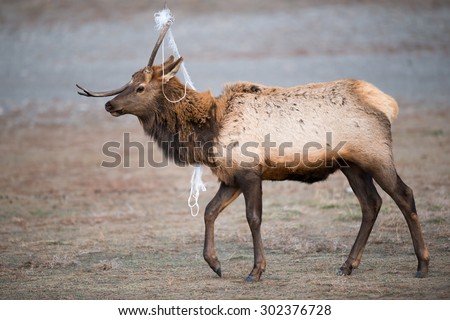 A young bull elk with a rope stuck in his antlers that are shedding