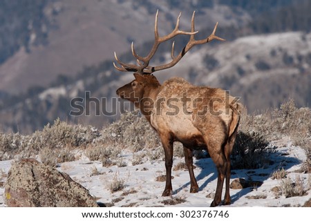 A large bull elk surveys his territory; standing up looking to the left of the frame