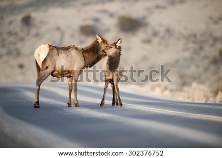 A cow elk stops in the middle of the road to groom her calf