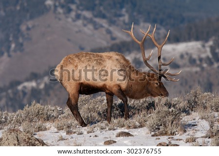 A bull elk; full body profile