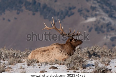 A bull elk lying down on an overlook; mountains in the background; snow on the ground; large antlers