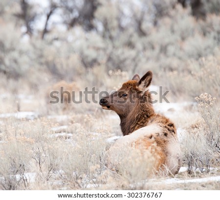 An elk calf laying on the ground; portrait 